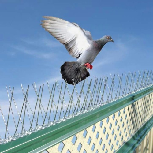 bird spikes in Kadapa near me