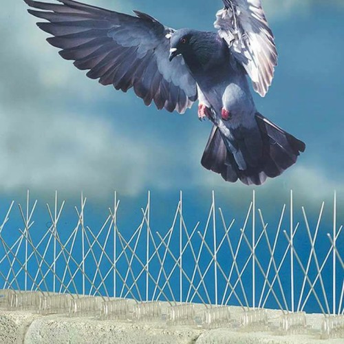 best pigeon spikes in kadapa